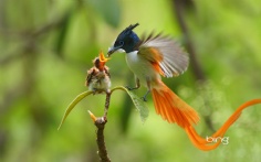 MaleFlyCatcher1920x12006-21-2012 3_52_06 PM Bing Desktop